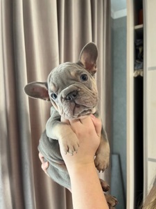 Французький бульдог біг роп