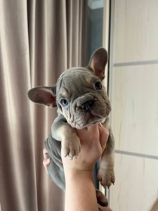 Французький бульдог біг роп