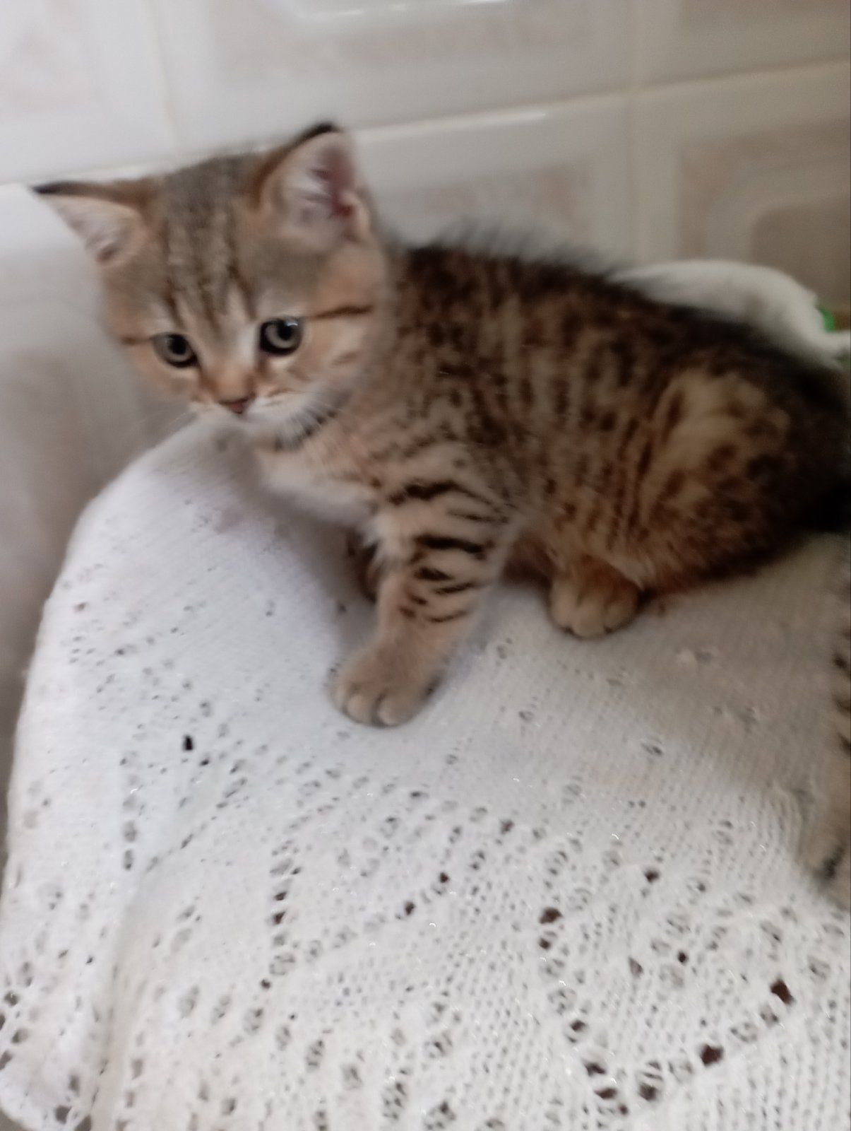 Хлопчик Янголятко Золота Шиншила