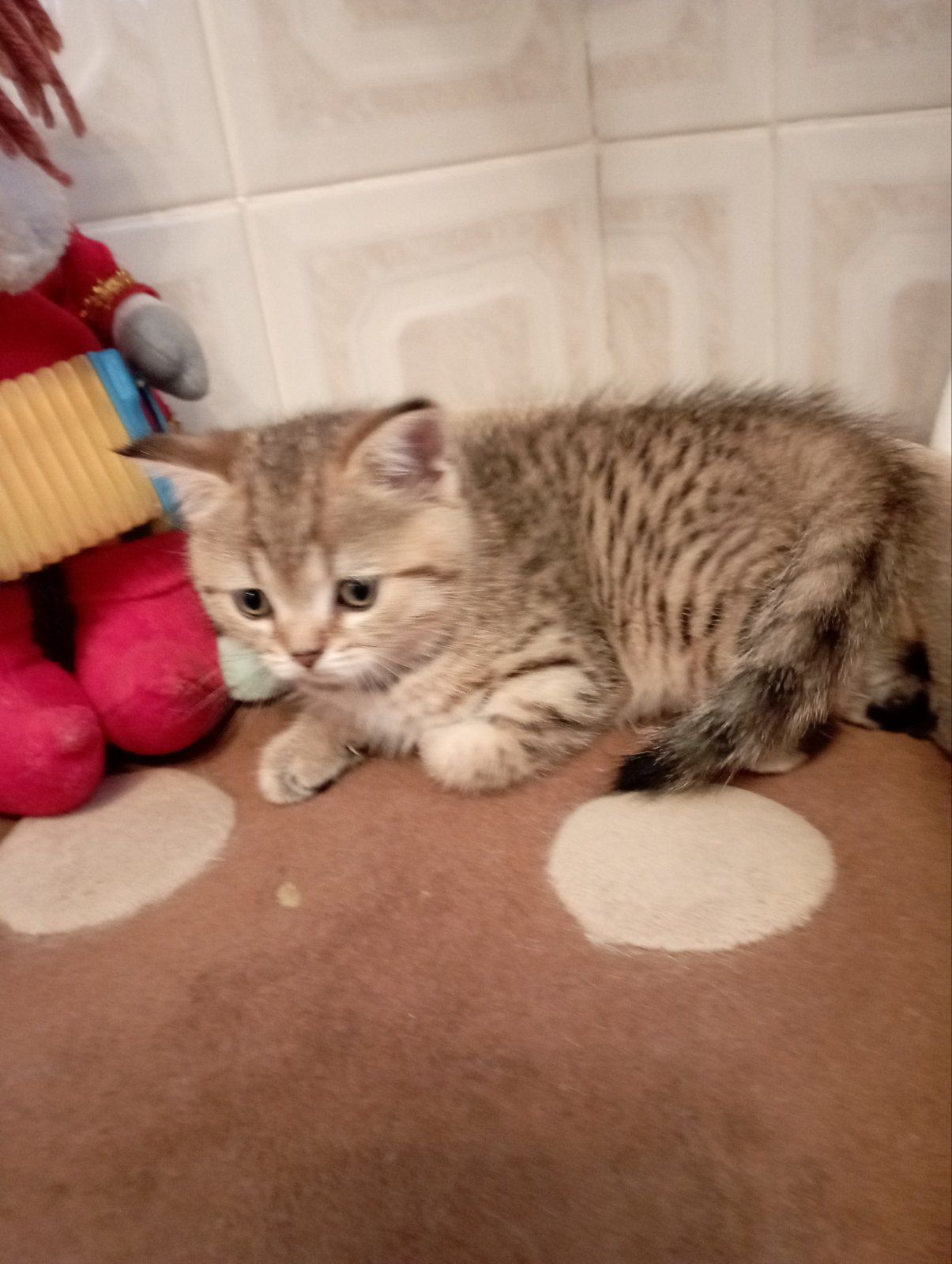 Хлопчик Янголятко Золота Шиншила