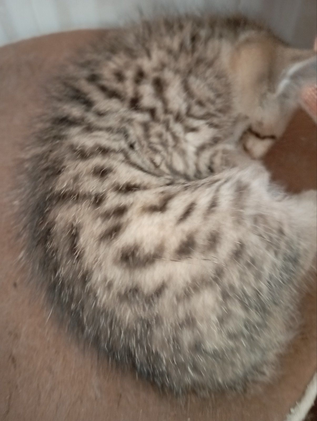 Хлопчик Янголятко Золота Шиншила