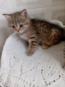 Хлопчик Янголятко Золота Шиншила