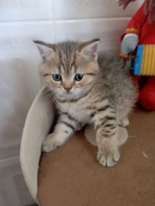 Хлопчик Янголятко Золота Шиншила