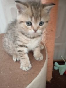 Хлопчик Янголятко Золота Шиншила