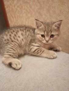 Хлопчик Янголятко Золота Шиншила