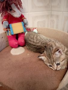 Хлопчик Янголятко Золота Шиншила