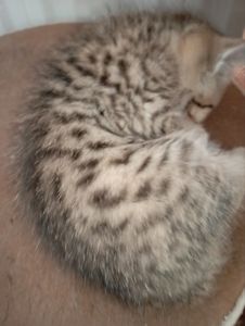 Хлопчик Янголятко Золота Шиншила