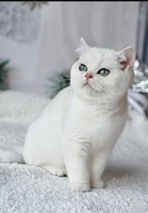 Британськи кошенята срібні