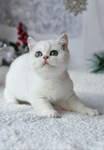 Британськи кошенята срібні