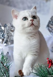 Британськи кошенята срібні