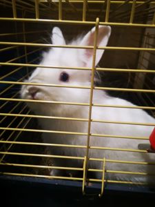 Продам кролика хлопчика