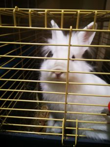 Продам кролика хлопчика