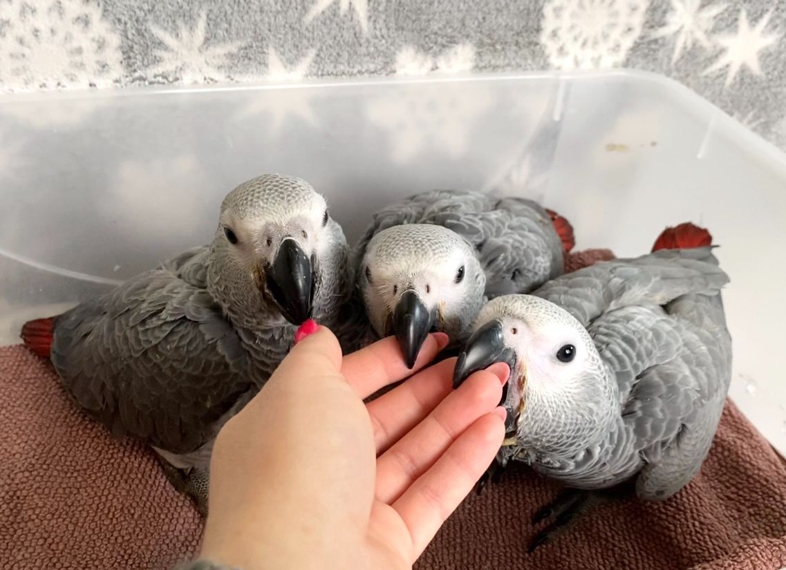 Продам ручних пташенят жако!