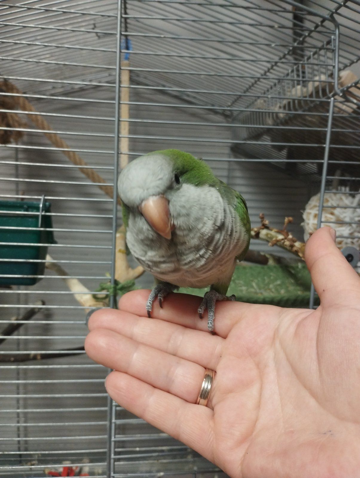 Продам ручних пташенят каліта квакер монах!