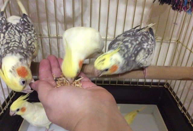 Продам ручних домашніх корелл!