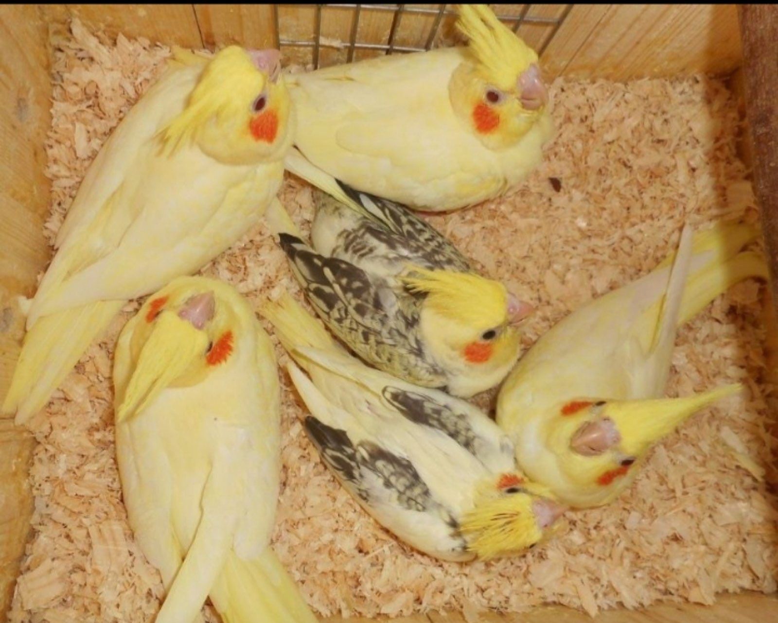 Продам ручних домашніх корелл!