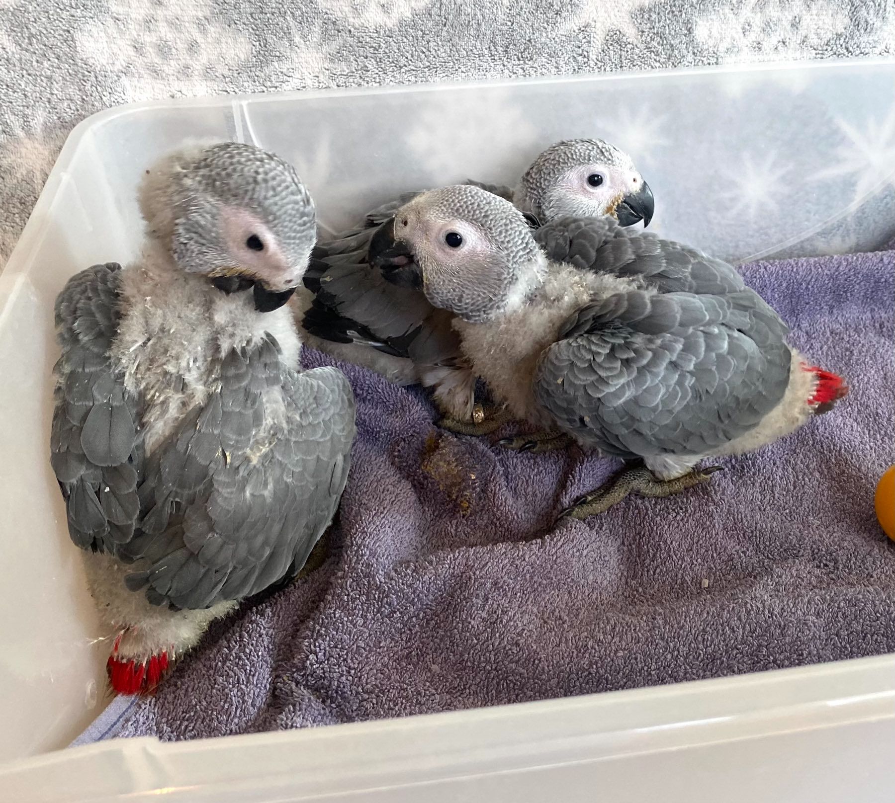 Продам ручних пташенят жако!