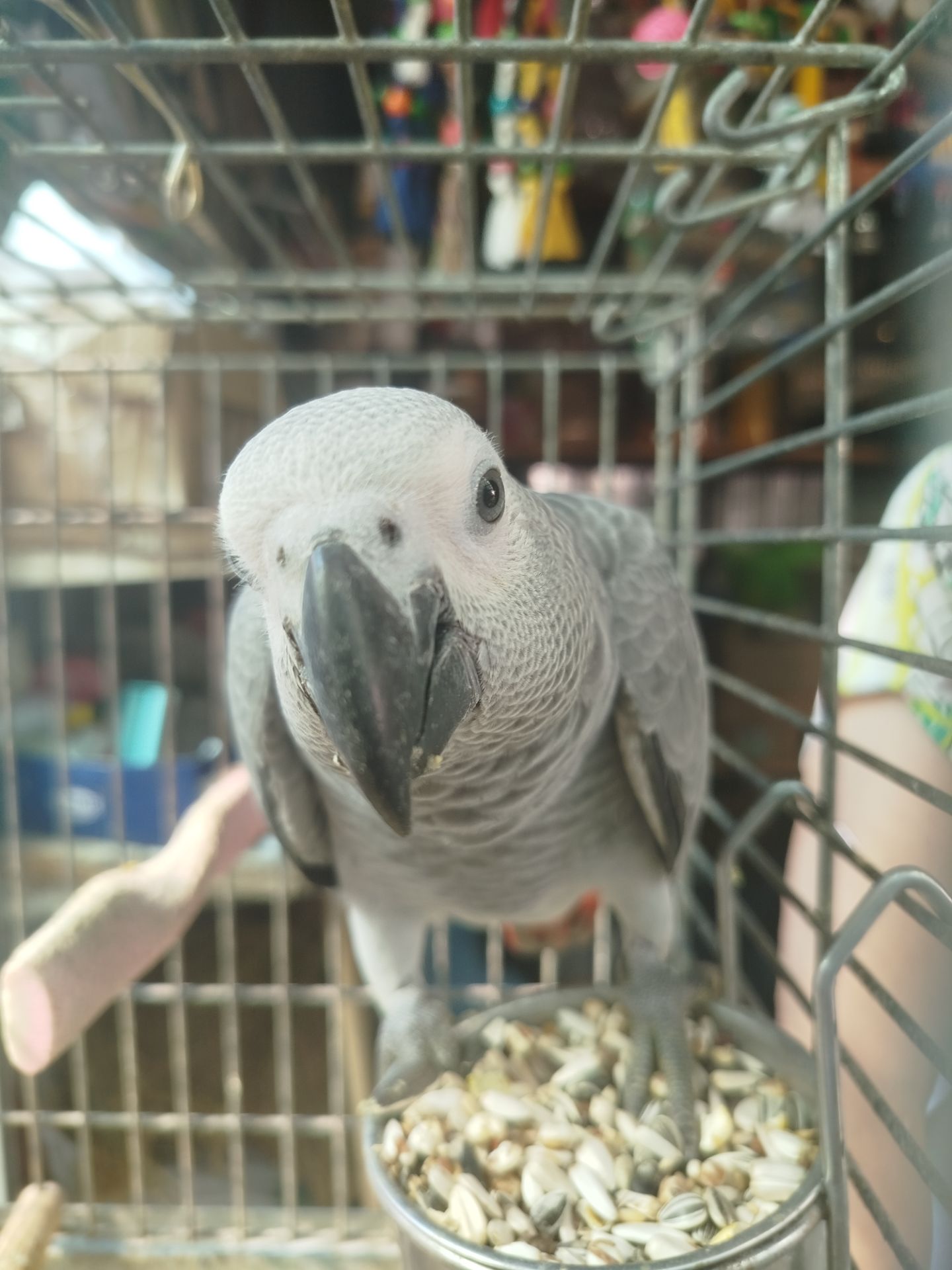 Продам ручних пташенят жако!