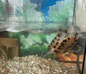 Червоновуха черепаха