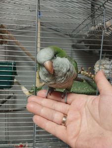 Продам ручних пташенят каліта квакер монах!