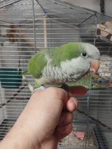 Продам ручних пташенят каліта квакер монах!