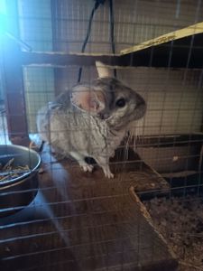 Стандартная шиншилла серого окраса