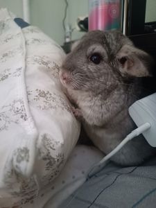 Стандартная шиншилла серого окраса