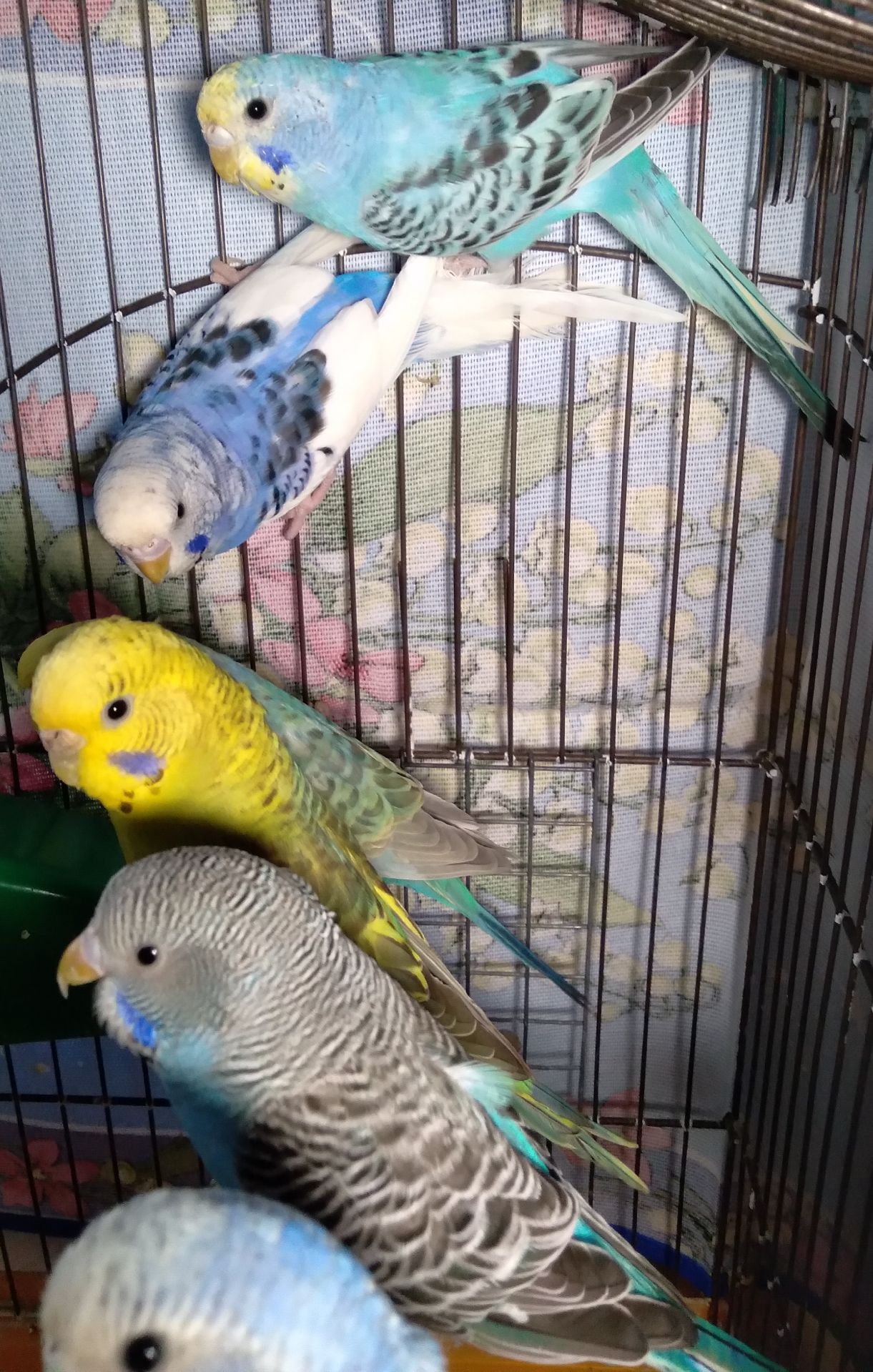 Молоденькие Волнистые попугаи