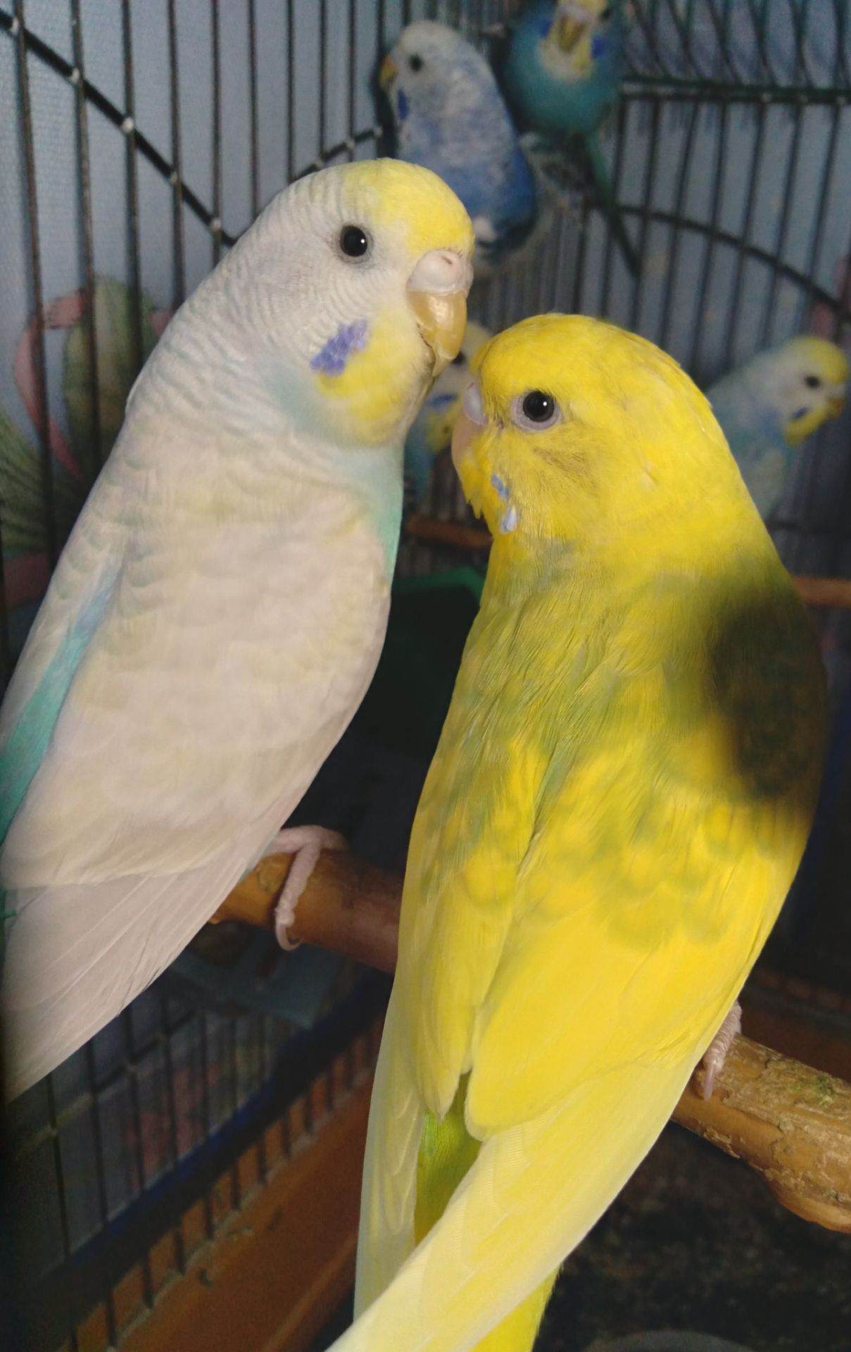 Молоденькие Волнистые попугаи