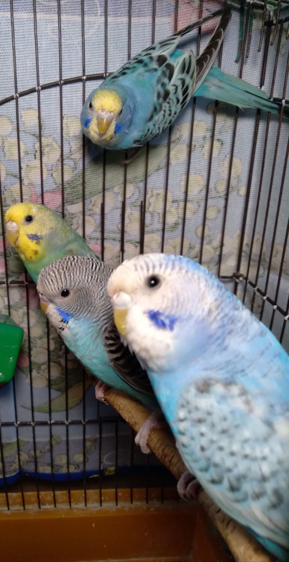 Молоденькие Волнистые попугаи