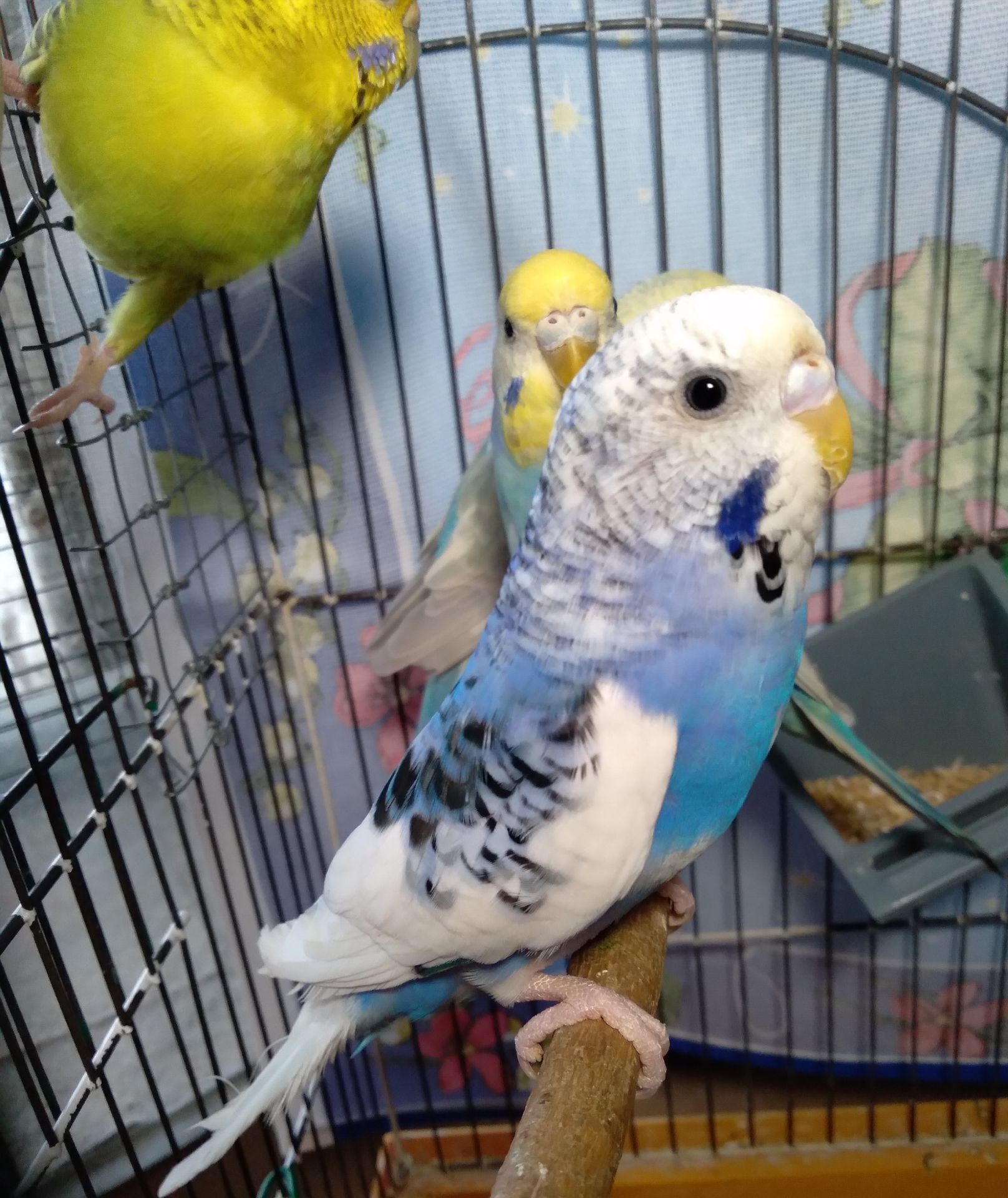 Молоденькие Волнистые попугаи