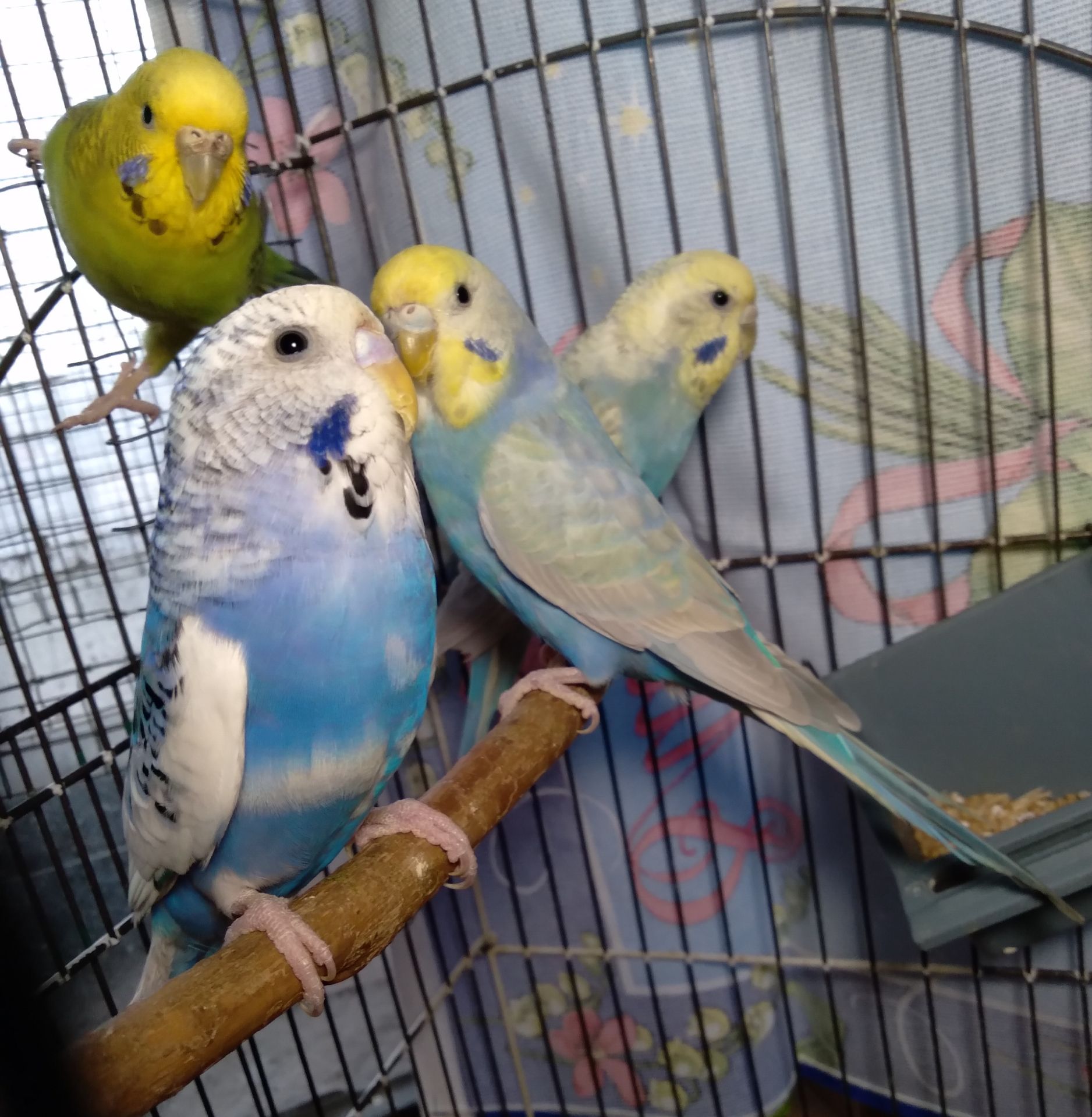 Молоденькие Волнистые попугаи