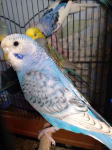 Молоденькие Волнистые попугаи