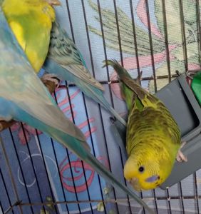 Молоденькие Волнистые попугаи