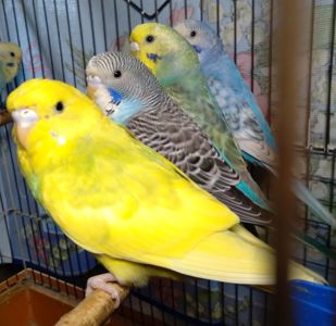 Молоденькие Волнистые попугаи