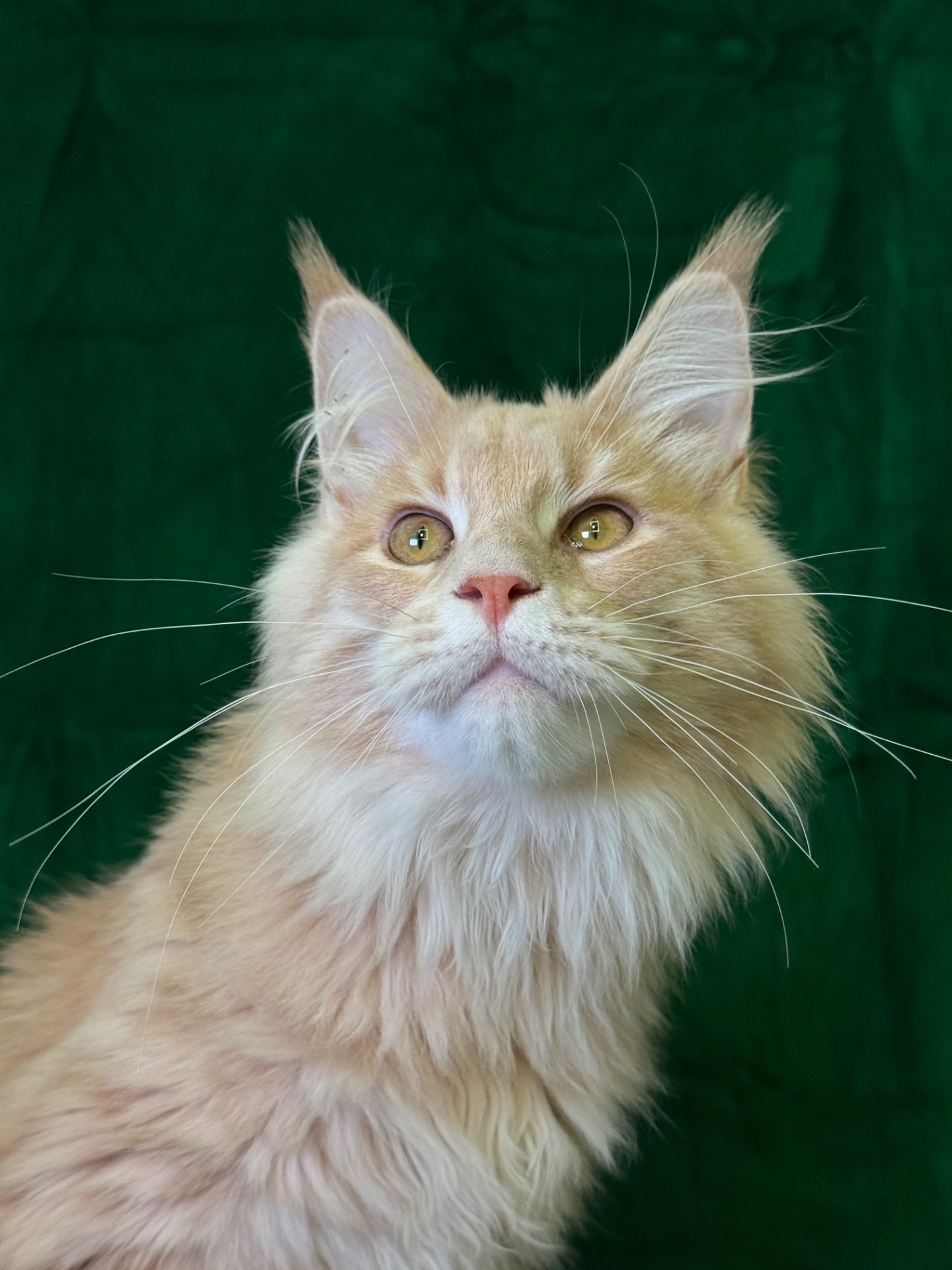 Нортон Мейн Кун