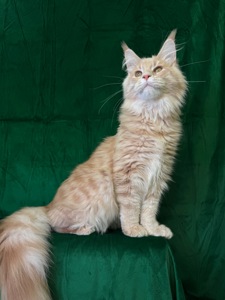 Нортон Мейн Кун