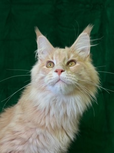 Нортон Мейн Кун