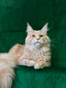 Нортон Мейн Кун