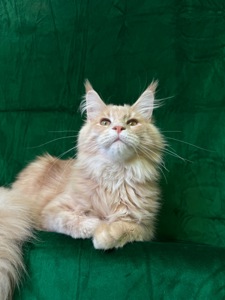 Нортон Мейн Кун