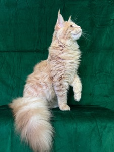 Нортон Мейн Кун