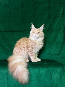 Нортон Мейн Кун