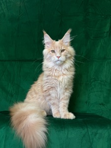 Нортон Мейн Кун