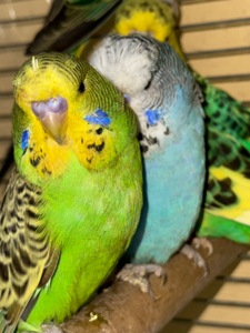 Выставочные волнистые попугаи чехи