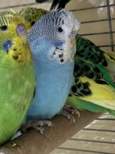 Выставочные волнистые попугаи чехи