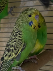 Выставочные волнистые попугаи чехи