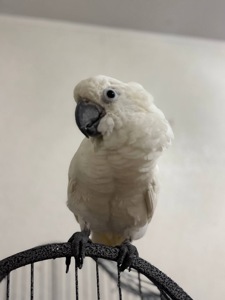 Белоснежный какаду выкормивш ручной