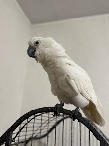 Какаду птенцы молодые выкормыши ручные