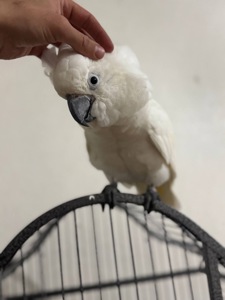 Какаду птенцы молодые выкормыши ручные