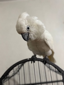 Какаду птенцы молодые выкормыши ручные